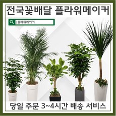관엽식물 공기정화식물 개업선물용식물 집들이선물용식물 플라워메이커, 일반형, 인삼팬더, 1개