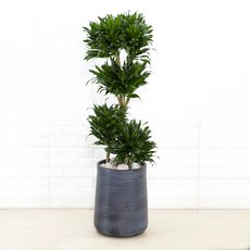 드라세나콤팩타