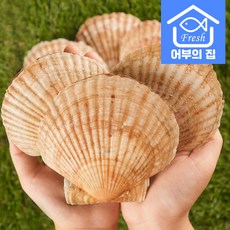 어부의집 제철 대왕 가리비 왕 큰 조개 구이 찜 회 참가리비 1kg, 가리비[9-12미]