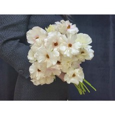 버터플라이 라넌큘러스 아리아드네 꽃 생화 꽃다발 배송 도매꽃 절화 주문 생화농장직송