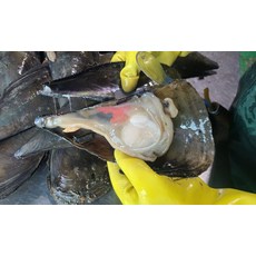 국내산 키조개 관자 손질 남해 관자 200g, 1개
