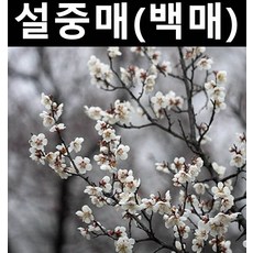 설중매(백매화) 접목1년(뿌리) 3개/나무 묘목/활엽수/정원용
