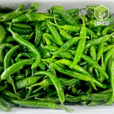 국내산 오이맛 아삭이 오이고추 상 5kg, 1개