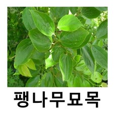 팽나무 묘목 실생1년 12주묶음