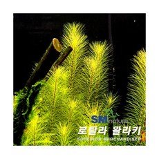 로탈라왈리키