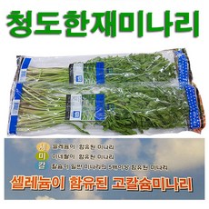 청도 한재 미나리 5kg 세미칼미나리