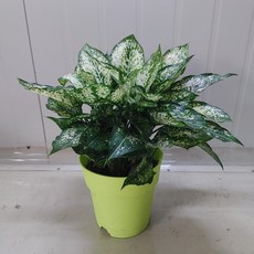 스노우사파이어