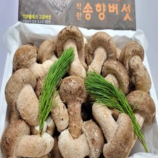 송화 송향버섯 송고버섯 선물용세트, 선물용 중급 500g, 1개