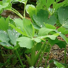 추천8방풍나물무침