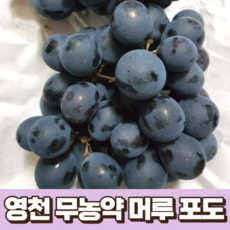 영천 머루 포도 3kg 국산 경북 농장 산지 직송 머루 포도 수확 제철 머루포도 고당도 프리미엄 캠벨 거봉 포도, 1개