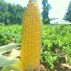제주도초당옥수수