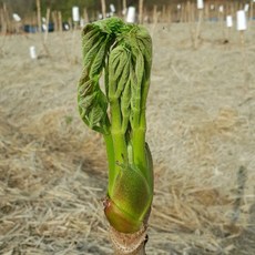 내고향푸드 국내산 순창 고창에서 자란 참두릅 땅두릅 엄나무순 개두릅 1kg, 땅두릅최상품1kg, 1개