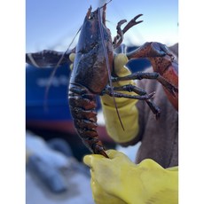 캐나다 활 라지 점보 랍스터 바닷가재 명품 랍스타 선주직송 랍스터 500g~3KG~, 1박스, 1. 랍스터(chix) 500g