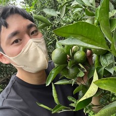 무농약 제주 풋귤 청귤 10kg 5kg 3kg, 풋귤 청귤 3kg, 1개