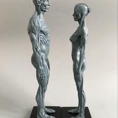 디지털일러스트를드로잉인체해부학