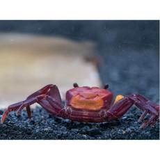 관상용 애완용 오렌지 백 뱀파이어크랩(ORANGE ARM BORNEO CRAB) 1마리, 1kg