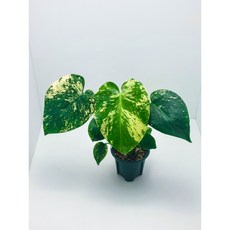 Monstera Deliciosa Mint Variegata 몬스테라 델리시오사 민트 바리에가타, 1개