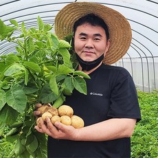 보성감자