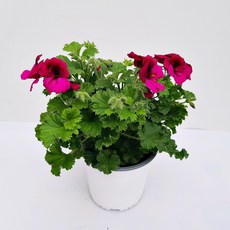 bebce6cf41ea2820c8082d923616fd9ba6b7abe9f7b21a8f475f404ace3a.jpg