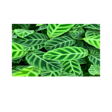 0b6b196fb3a3f673070c1edd5e51ccd1123c0106127a5275ff00d875bee4.png