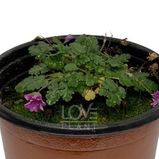 겹에키네시아 체리플러프 5치포트 - 신품종 개화주 겹꽃 노지월동 다년생 야생화 모종