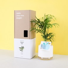 고무나무수경재배