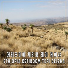 (커피생두) 72 에티오피아 케티쿰 테피 게이샤 1kg