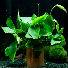 아누비아스나나