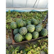 [당일수확] 프리미엄 고당도 꿀 수박, 1개, 수박 5kg 내외