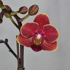 하이시티팜 신품종 미니호접란 썬키스트(Sunkist)-(1+1)행사, 2개
