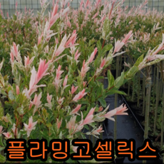 8f1490be8a41b2bc9c2f16ff20e6717fa5812652eca5599dd6fe272e014b.png