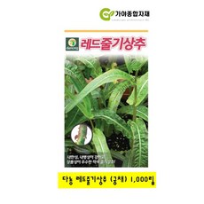 다농 레드줄기상추 1000립 (궁채)