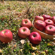 맛있는 빨간 가정용 못난이 흠집 사과 3kg 5kg, 3kg (13~15과) 가정용 흠집, 1개