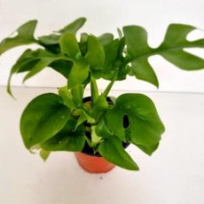 몬스테라키우기