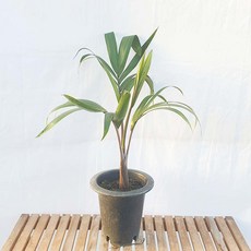 호리병 주병 야자 중형 나무 거실 화분 인테리어 식물 키우기