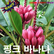 (희귀꽃씨) 노지월동 미니종 핑크바나나씨앗 5립, 1세트