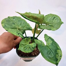 옐로우싱고니움