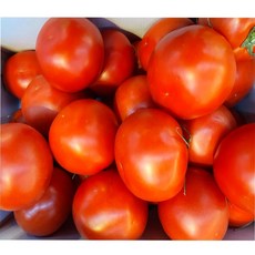 [가락시장 토박이유통] 완숙 토마토 5kg (특1번/ 특2번), 특1번 5kg