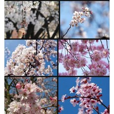 겹벚꽃나무묘목