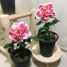 [해피그린 화원] 우포동백 동백꽃 2개묶음 꽃 희귀동백 희귀꽃 겨울꽃 동백나무 애기동백 인테리어식물 519 화원 농원, 2개