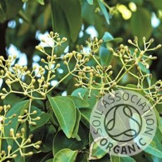 에센셜오일 라벤사라 100ml 유기농 (Ravensara Essential Oil) | 제조사 커풋 원산지 영국, [ 단일상품 ]