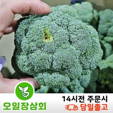 국내산 햇 브로콜리 1kg 2kg 3kg 8kg내외