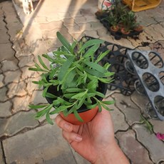 잉글리쉬라벤다 소품 노지월동 야생화 반려식물 허브 10~20cm 25