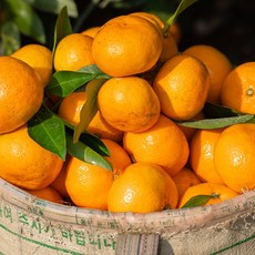 정화네농원 제주 노지 감귤 새콤달콤 효돈감귤 못난이, 1박스, 5kg 로얄과 (2S~M)