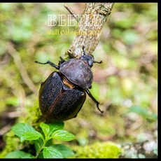 Beetle Wall Calendar 2021: Great gifts ideas for teacher and for special holidays ( Christmas Hallo... Paperback, Independently Published