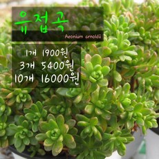허브여울다육 유접곡 지름 9cm 소품화분, 1개