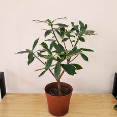 ca16aefc754c7c70feb013a3fbf485b369281cb5a0312961d6c047e6c757.jpg