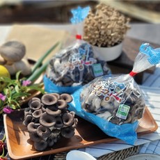 농장직송 무농약 느타리버섯(400g)