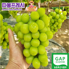 셰퍼샤인티포트기