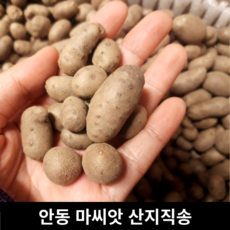 [국내산/국산] 안동 마씨앗 마씨 마종자 영여자 2kg 5kg 잉여자 참마씨앗 안동 마 산마 둥근마 마열매 산마씨앗 참마씨앗 안동참마 마씨앗5키로 마씨앗2kg 안동마씨앗 햇마씨앗